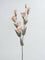 Westside Home Peach Lisianthus Artificial Flower