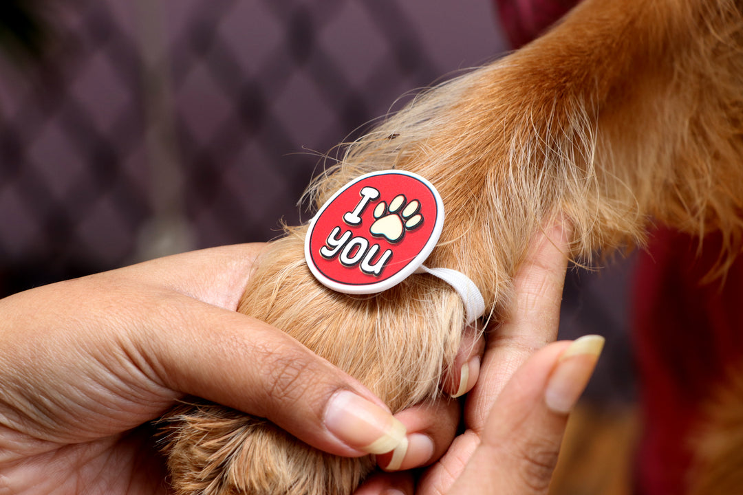 Paw Rakhi